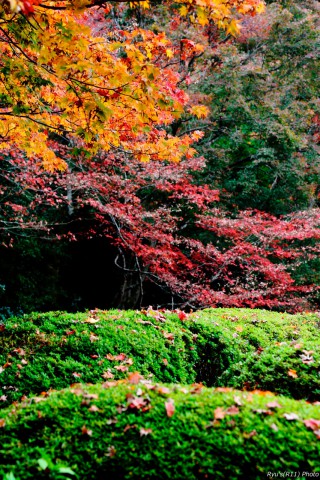 201511_IMGL6535