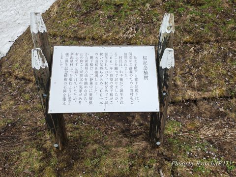植樹記念碑
